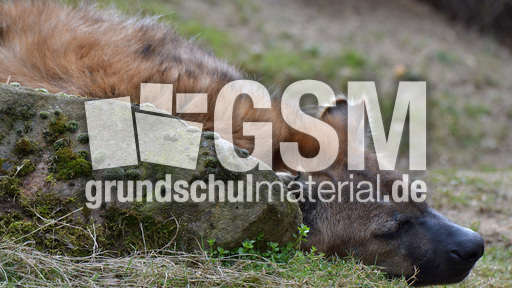 Tüpfelhyäne (5).jpg